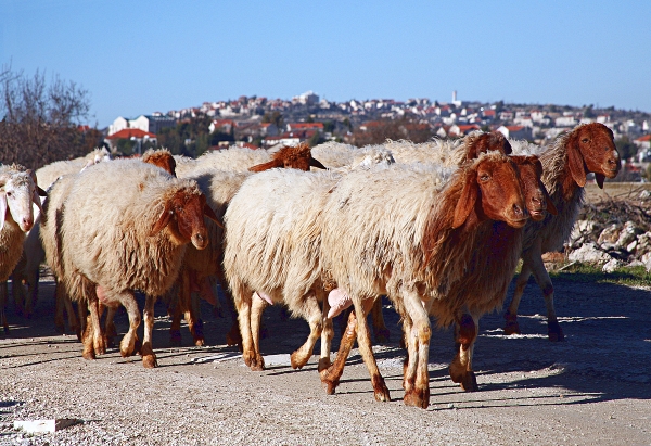 My Home Town, Efrat - Neighbours