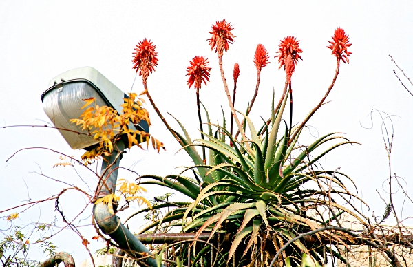 My Home Town, Efrat - Weird Street Light and Aloe Vera Flower