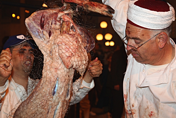 Samaritan, Shomronim, Passover Sacrifice -- Zevach - Skewering the lamb
