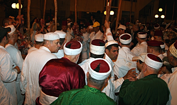Samaritan, Shomronim, Passover Sacrifice -- Zevach - Ready to cook in the pit