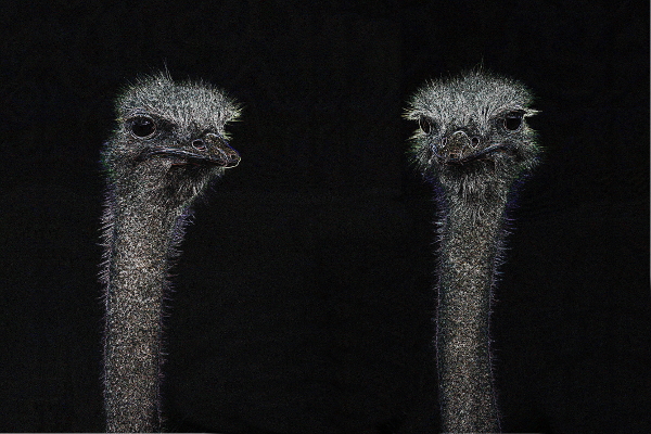 On the Edge - 2 Ostriches