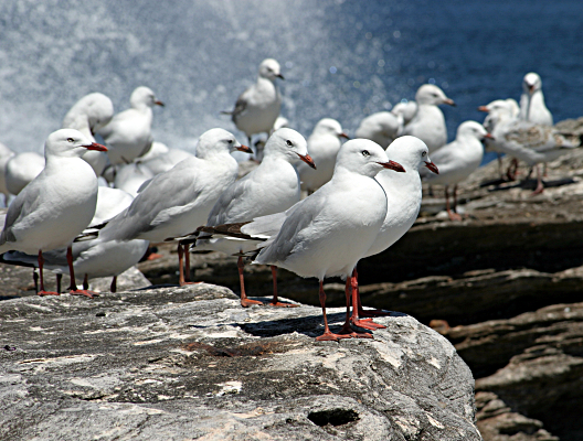 Sydney's Coast surrounded by Water - Seagulls on the Rocks on South Clovelly Beach