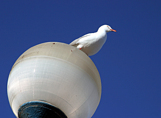 Sydney's Coast surrounded by Water - Coogee Beacher: Seagull on a Light Pole
