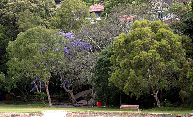Sydney's Coast surrounded by Water - Blooming Jakaranda Tree at Parsley Bay in Spring