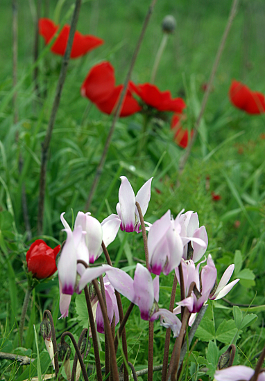 Wild Flowers on Givat haTurmusim - 