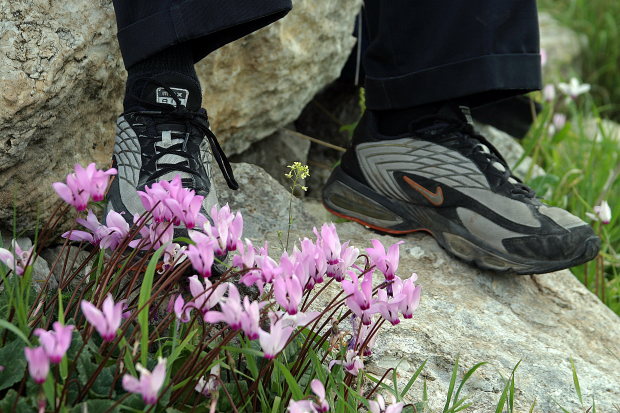 Wild Flowers on Givat haTurmusim - Don't trample the daisies