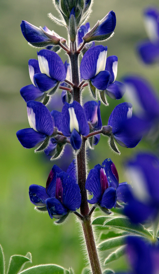 Wild Flowers on Givat haTurmusim - 