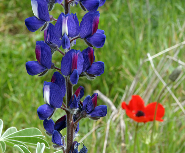 Wild Flowers on Givat haTurmusim - 